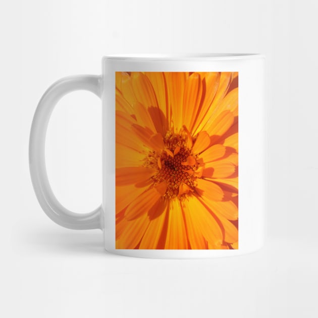 Calendula by Chris Petty